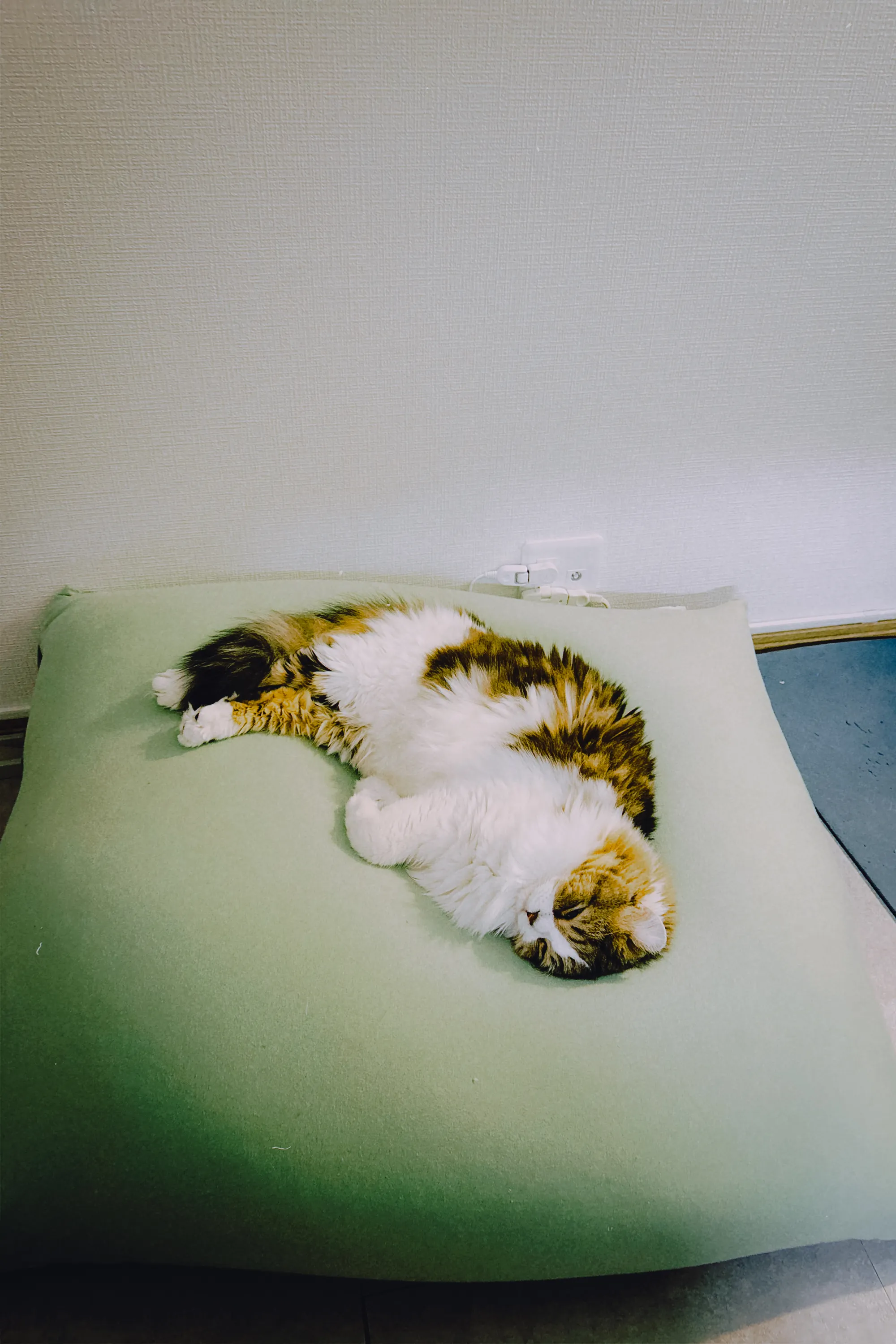 2026 — 01 — 30に撮影したあおの写真